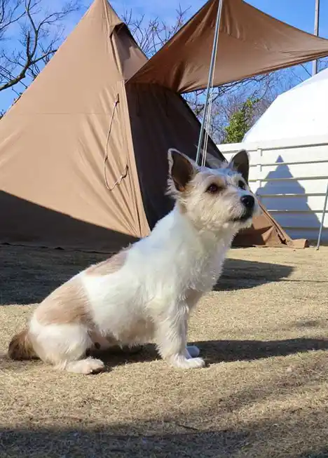 ペットと一緒に遊べるキャンプ場